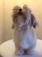 /album/rmoretto-cane-adele-oneandonly/a2013-12-31-17-48-59-jpg/